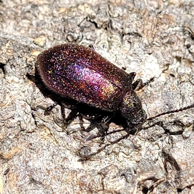 Ecnolagria tomentosa