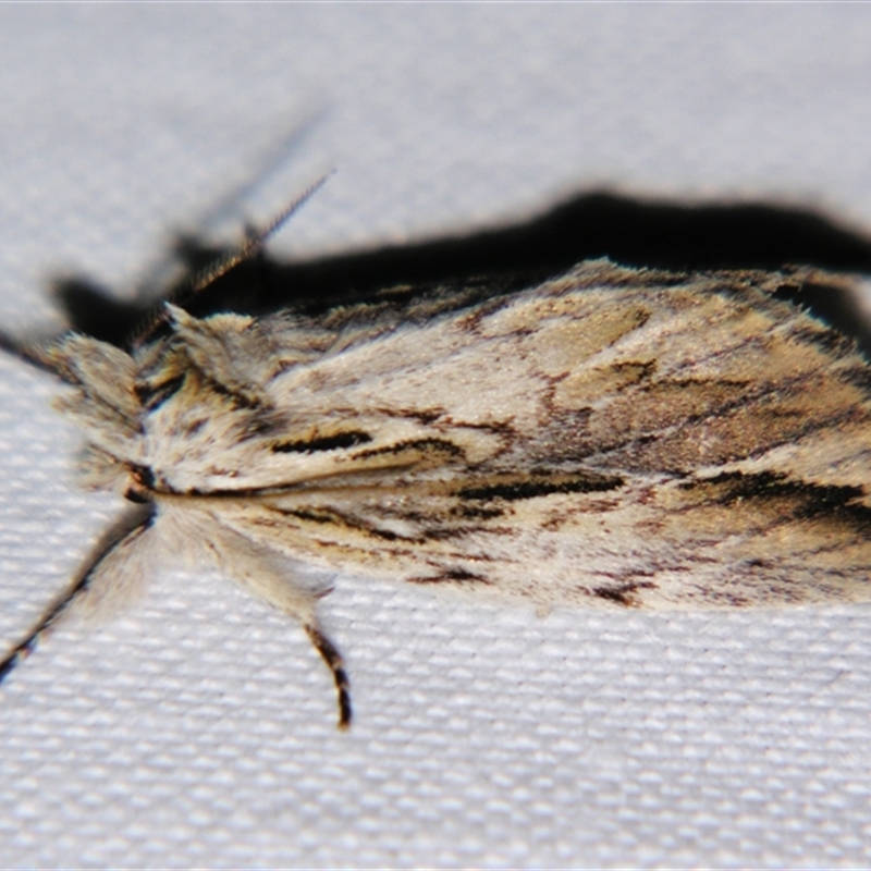 Ecnomodes sagittaria