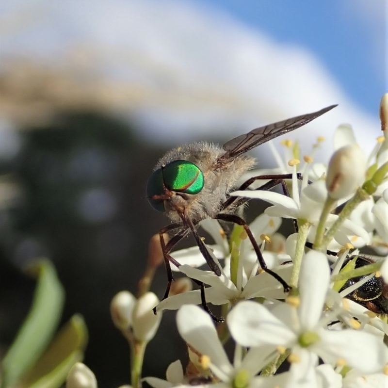 Ectenopsis sp.