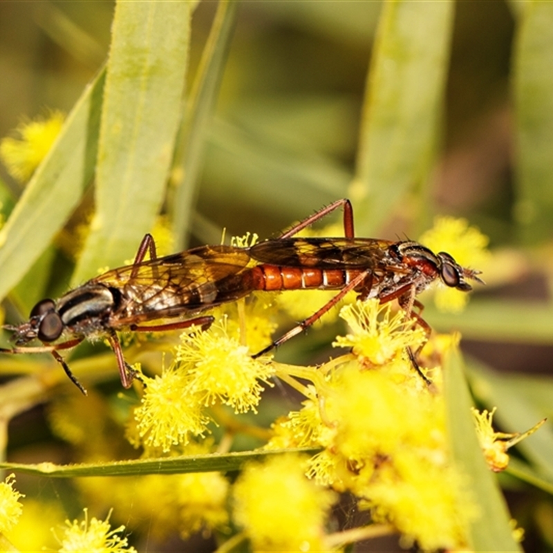 Ectinorhynchus sp. (genus)