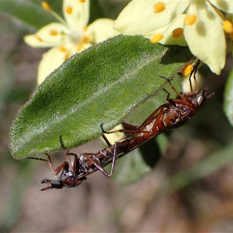 Ectinorhynchus variabilis