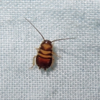 Ectobiidae sp. (family)