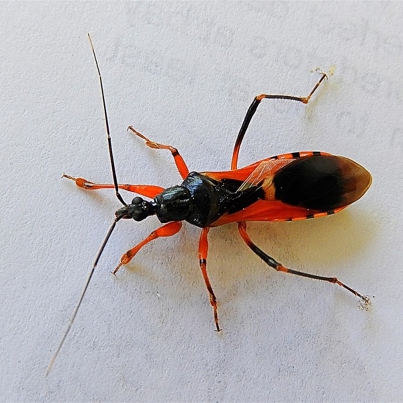 Ectomocoris ornatus