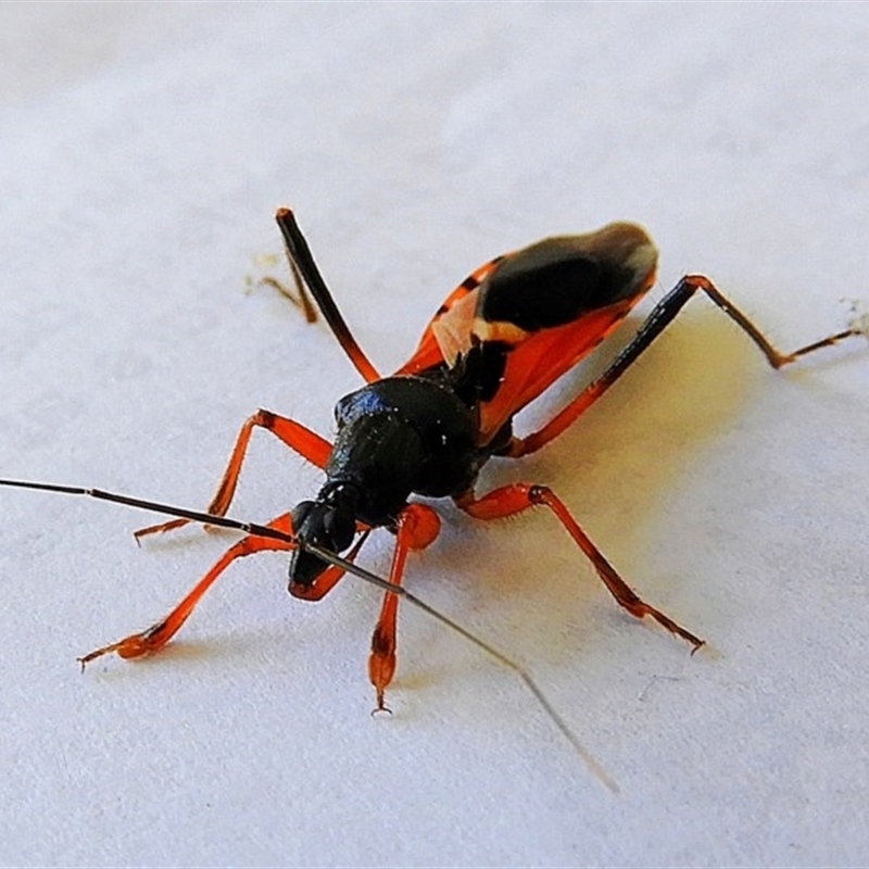 Ectomocoris ornatus