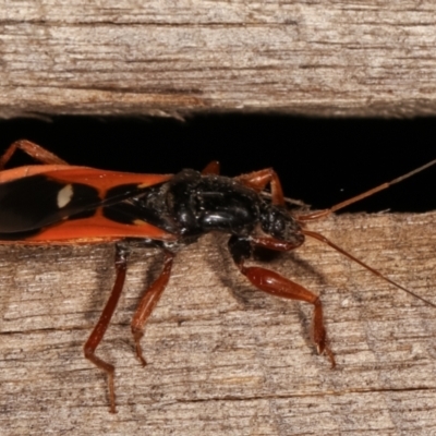 Ectomocoris sp. (genus)