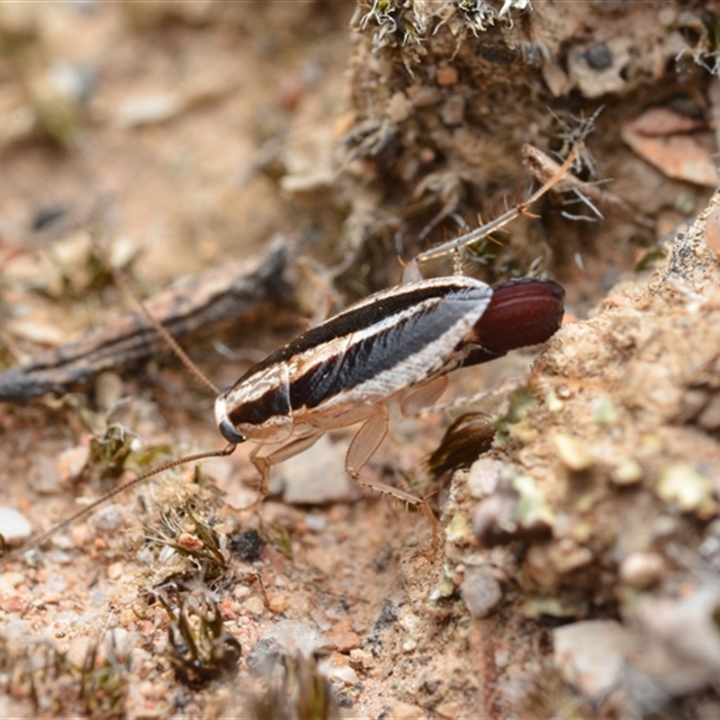 Ectoneura minima