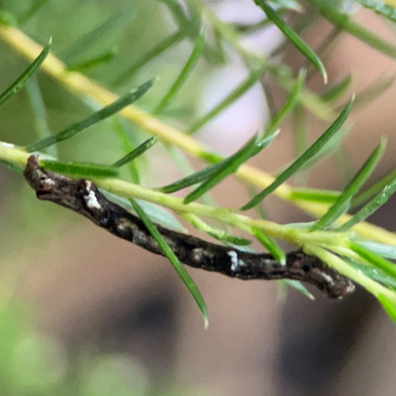 Ectropis (genus) immature