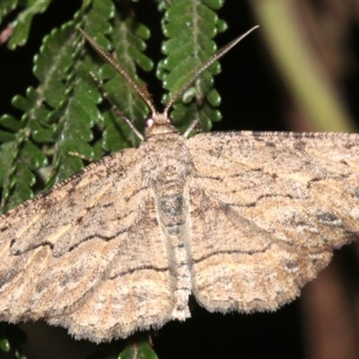 Ectropis excursaria