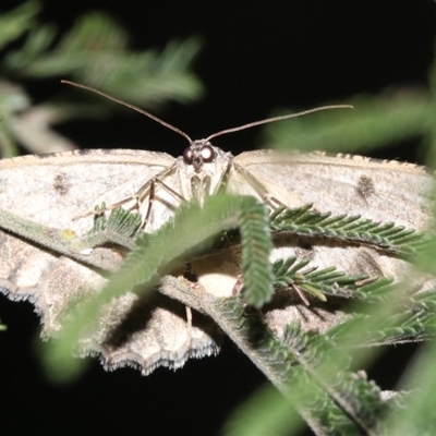 Ectropis fractaria