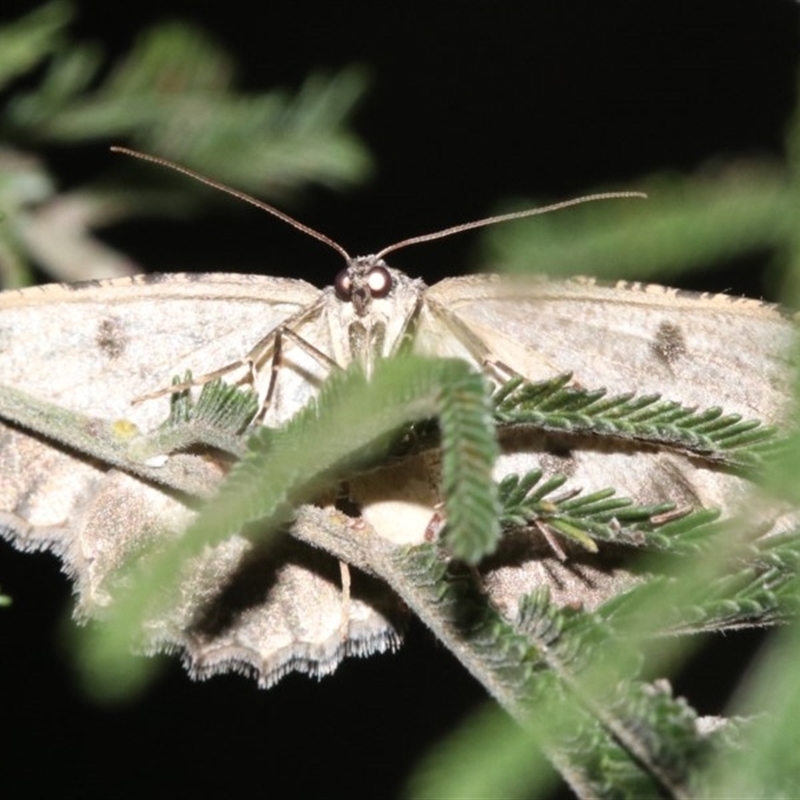 Ectropis fractaria