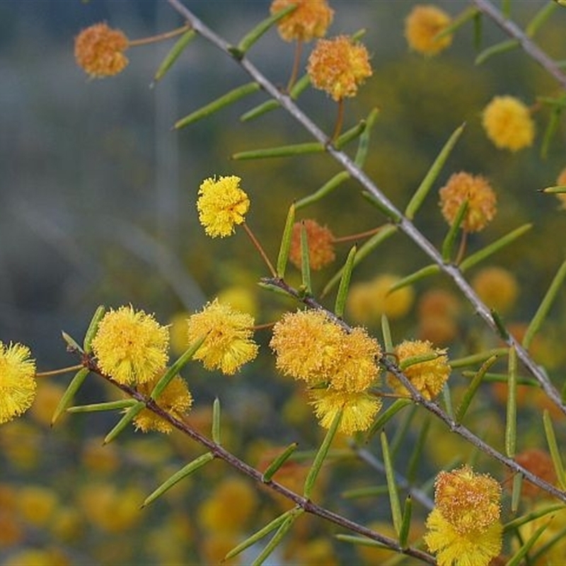 Acacia brownii