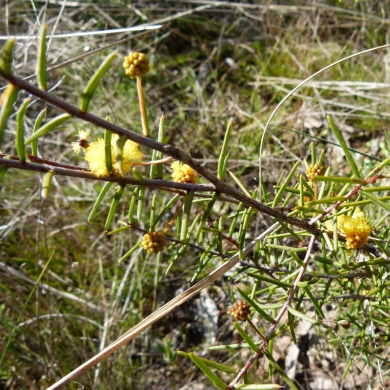 Acacia brownii