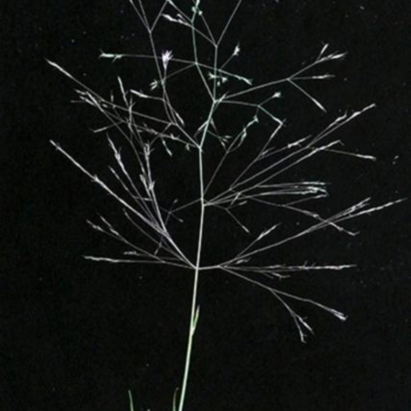 Agrostis venusta