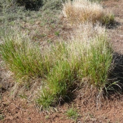 Agrostis venusta