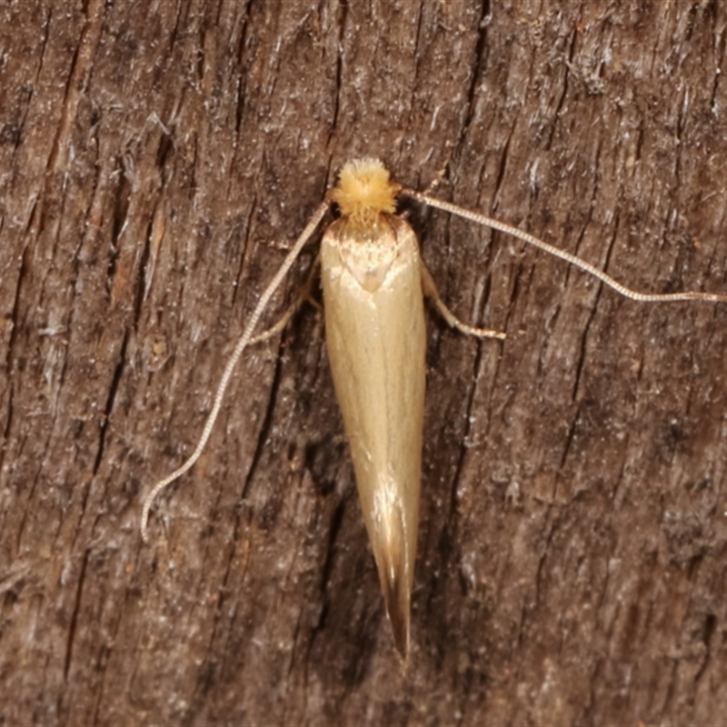 Edosa idiochroa