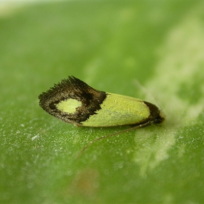 Edosa sp.