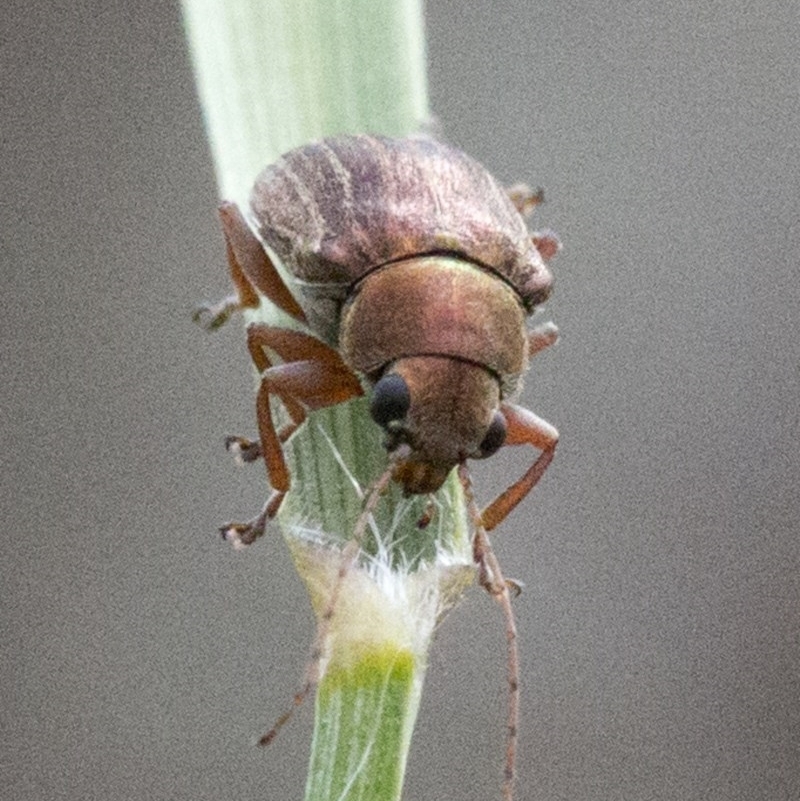 Edusella lineata