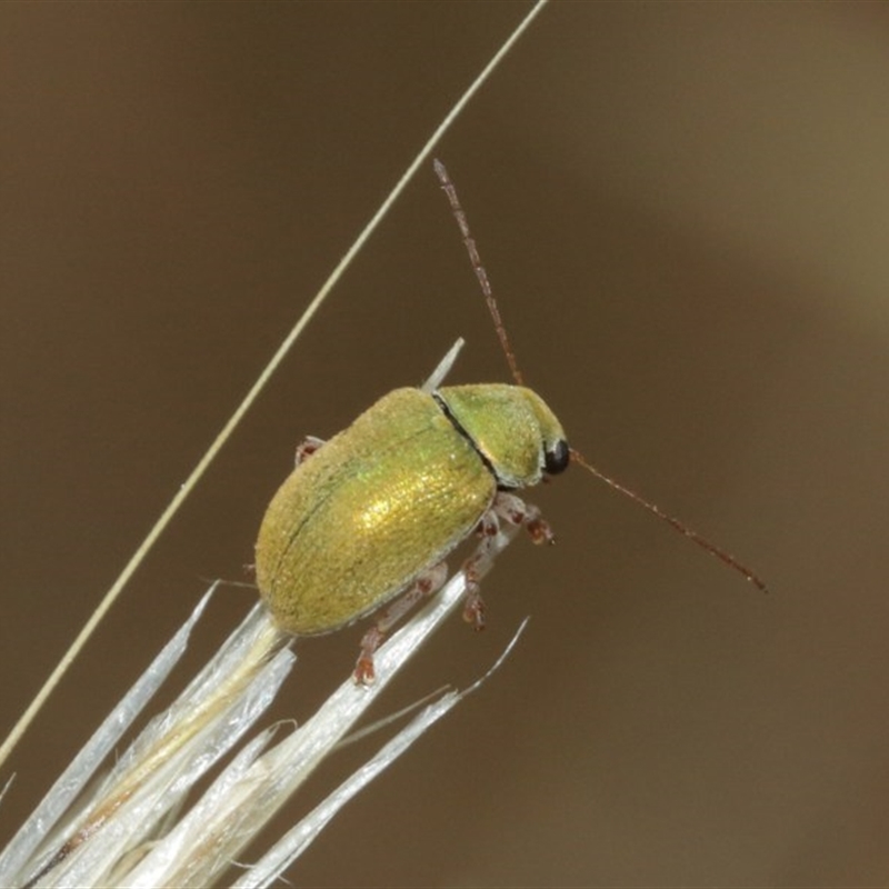 Edusella puberula