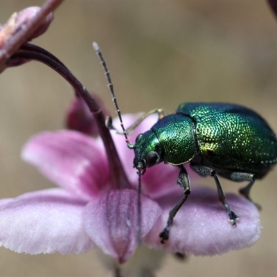 Edusella sp. (genus)