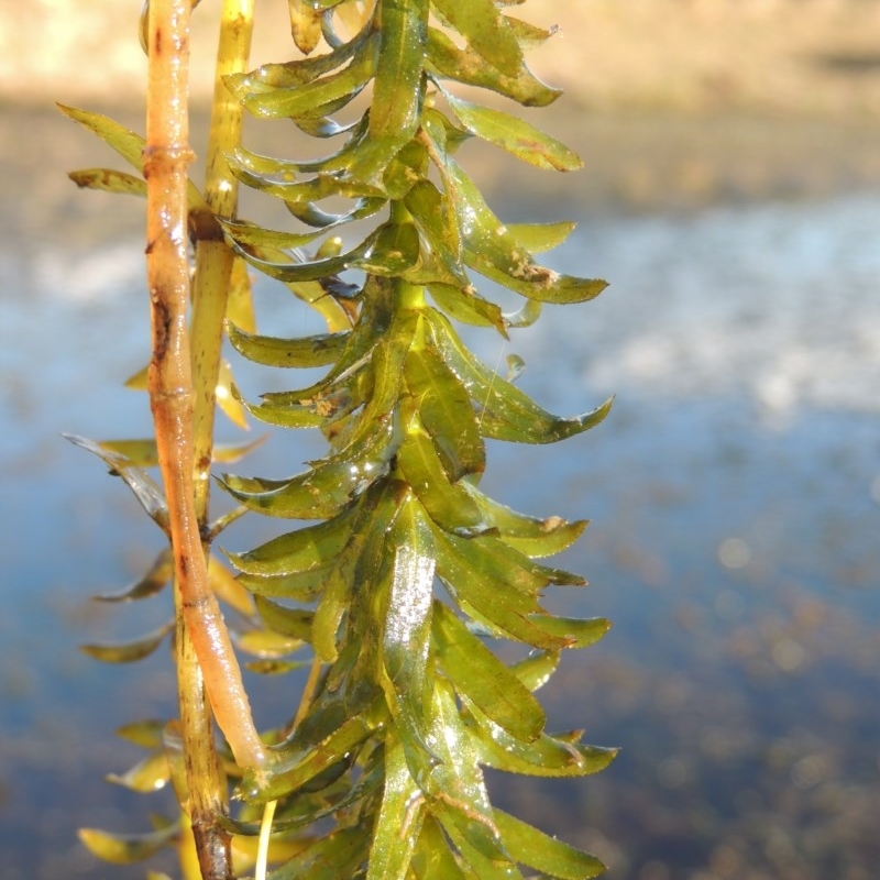 Egeria densa