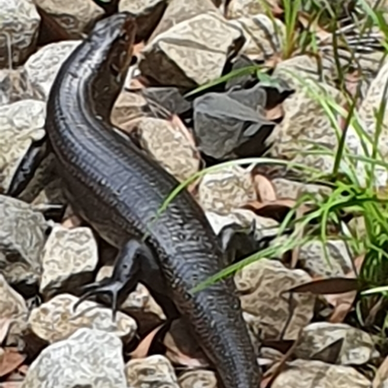 Egernia major