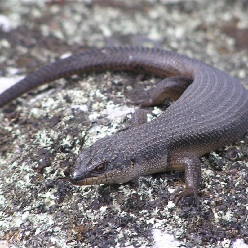 Egernia saxatilis