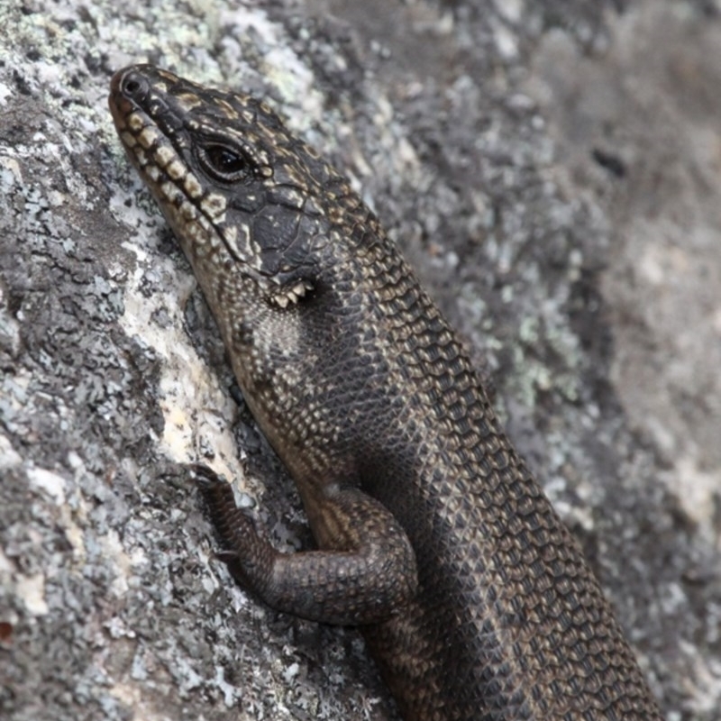 Egernia saxatilis