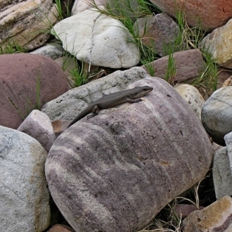 Egernia saxatilis intermedia