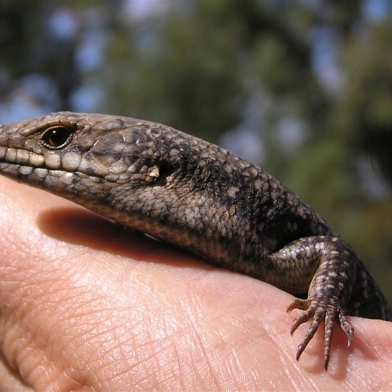 Egernia striolata