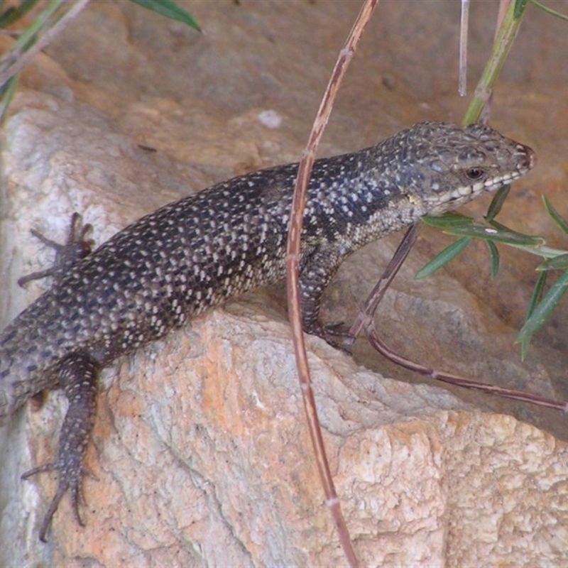 Egernia striolata