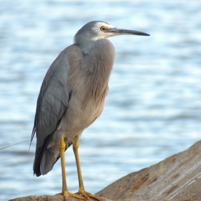 Egretta novaehollandiae