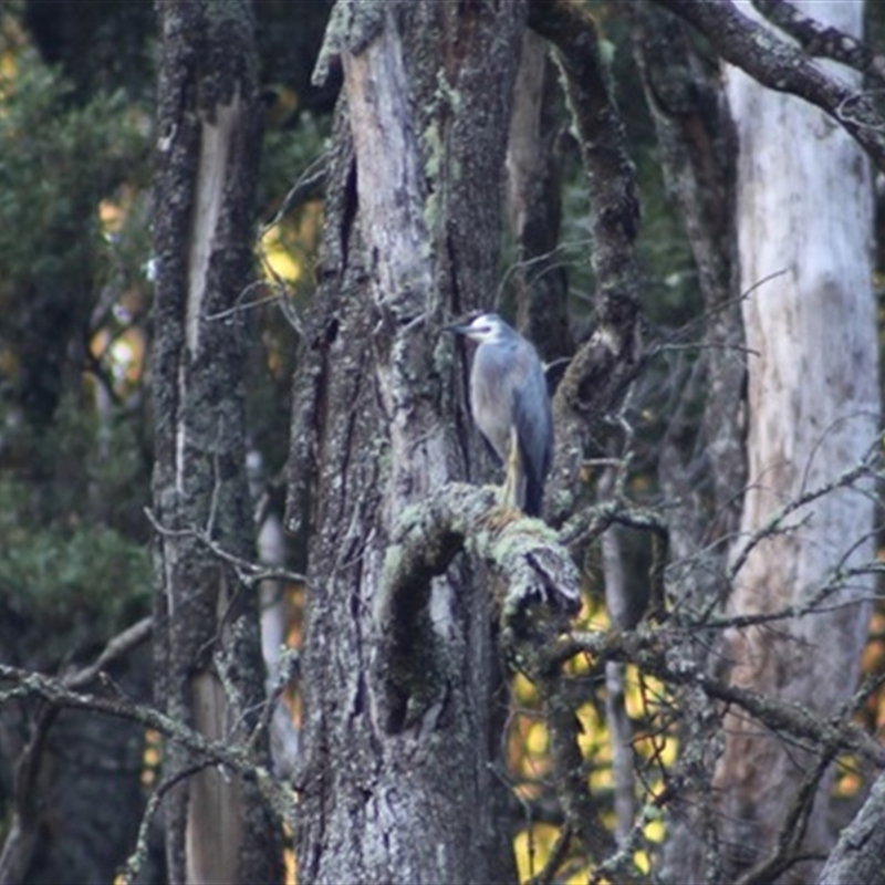 Egretta novaehollandiae