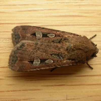 Agrotis infusa