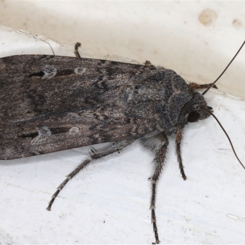 Agrotis infusa