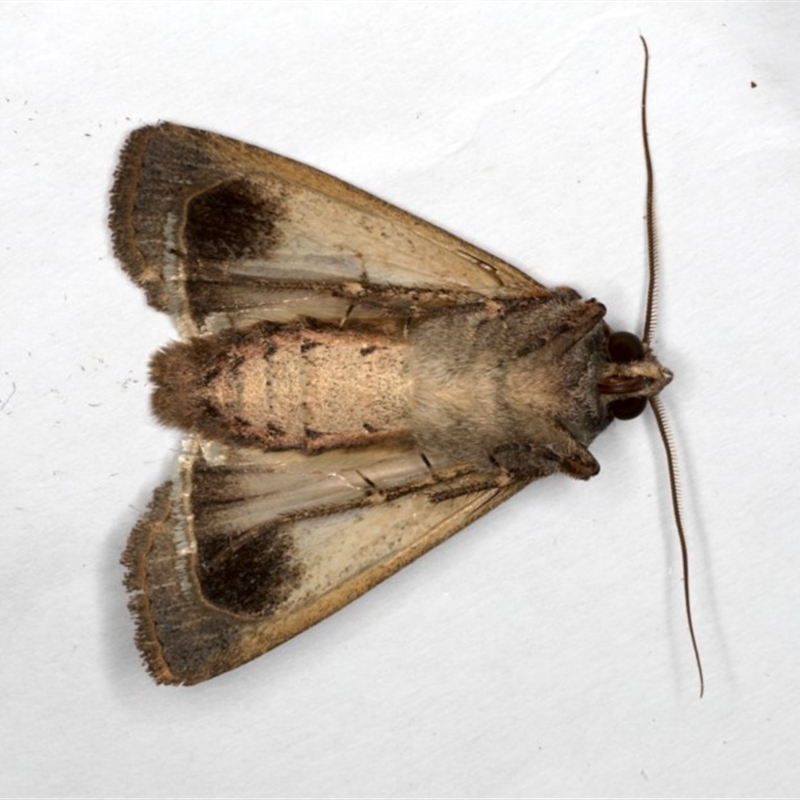 Agrotis infusa