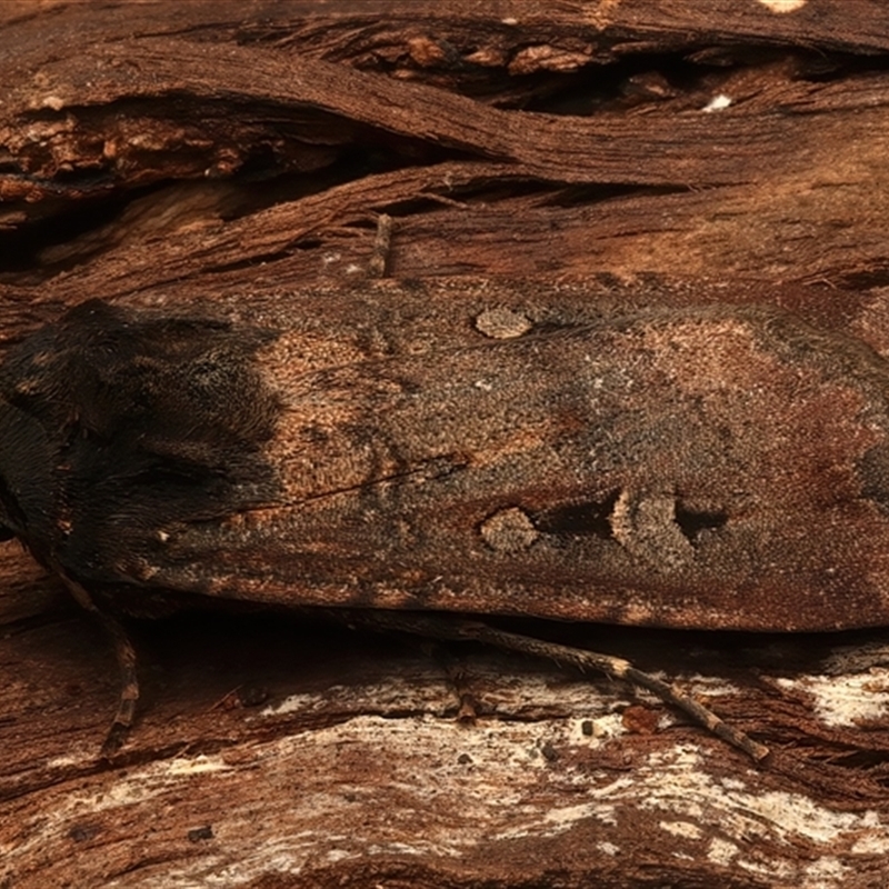 Agrotis infusa