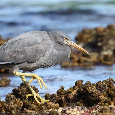 Egretta sacra