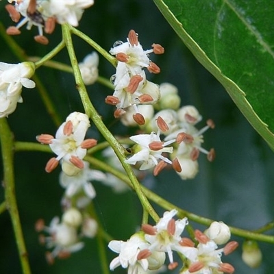 Ehretia acuminata var. acuminata