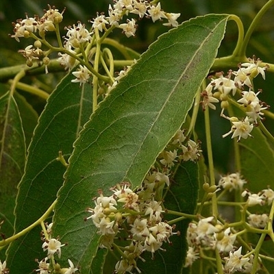 Ehretia acuminata var. acuminata