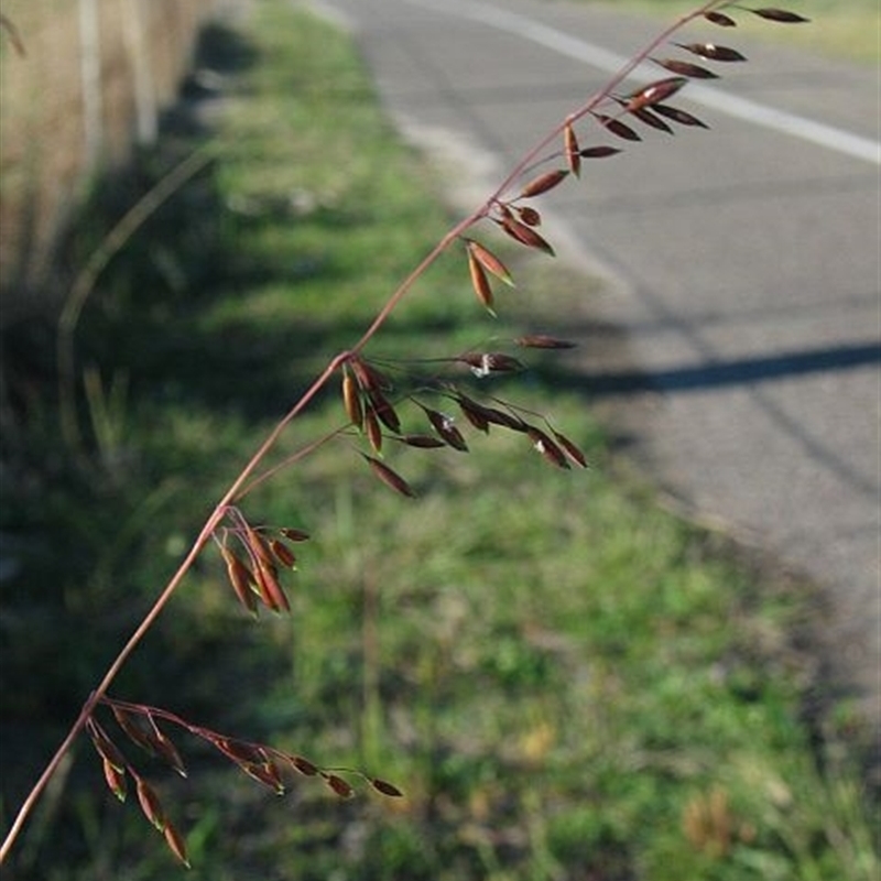 Ehrharta calycina