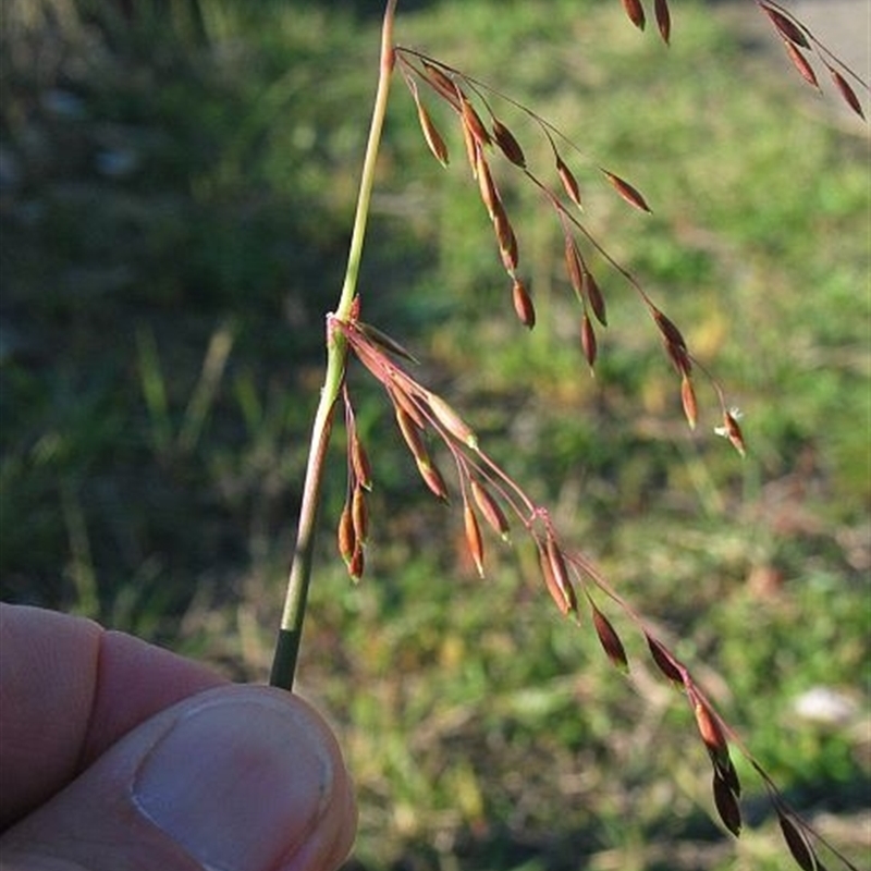 Ehrharta calycina