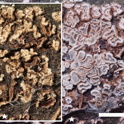 Eichleriella cf. leucophaea