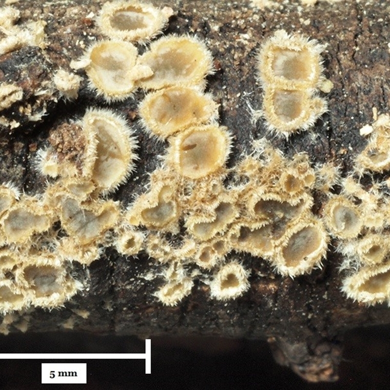 Eichleriella sp.