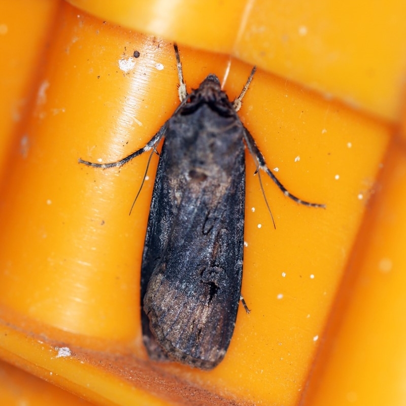 Agrotis ipsilon