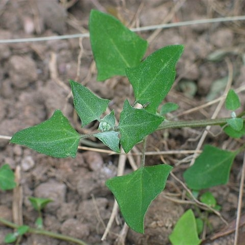 Einadia trigonos subsp. trigonos