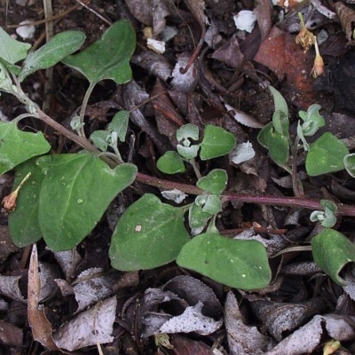 Einadia trigonos subsp. trigonos