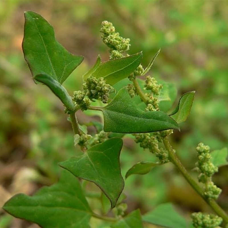 Einadia trigonos subsp. trigonos