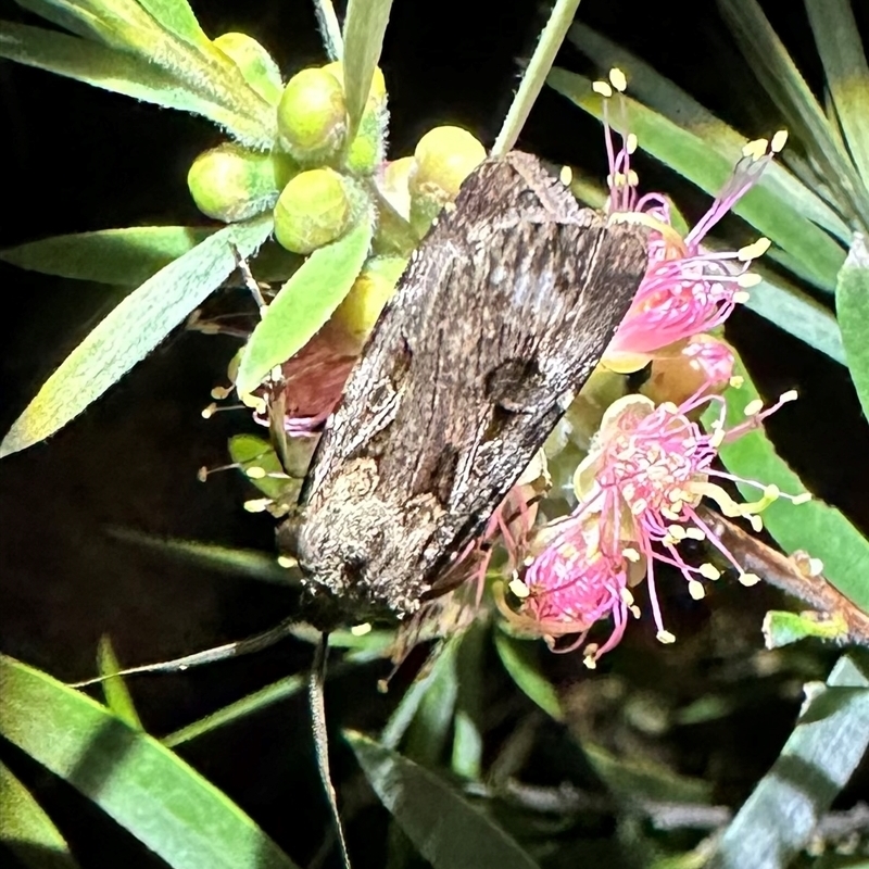 Agrotis munda