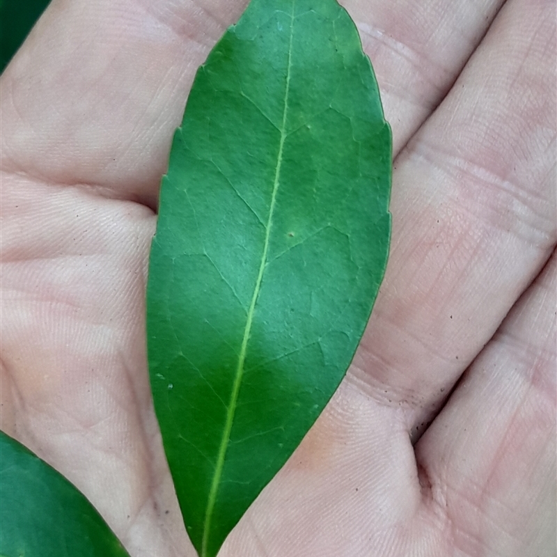 Elaeocarpus obovatus