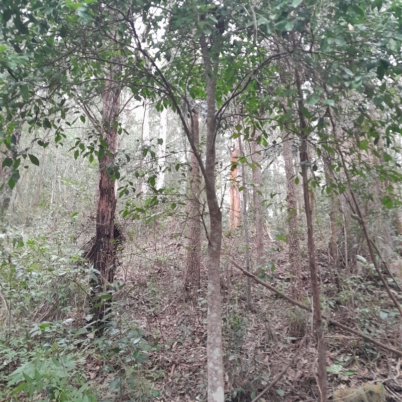 Elaeocarpus obovatus